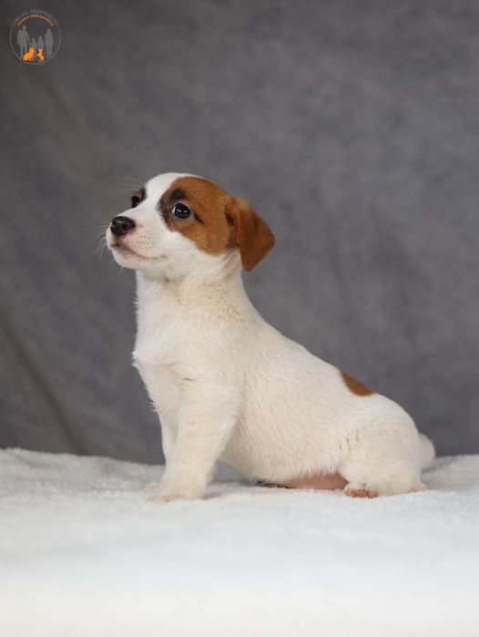 Jack Russell Terrier ZKwP FCI suczka k.włos -rezerwacja
