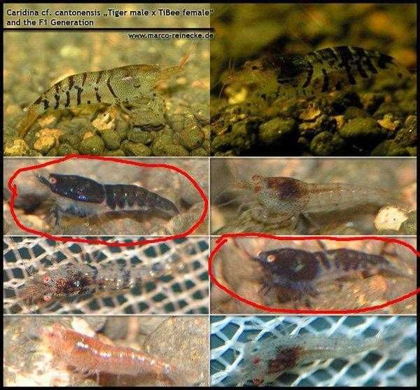 Promocja krewetki neocardiny poselekcyjne  hybrydy red cherry minimum