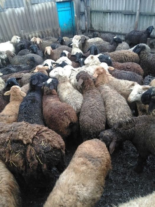 Продаж Романівські вівці ярички бараны романовские