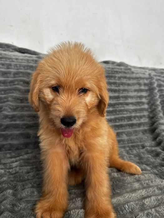 Labradoodle  piesek  Kubuś
