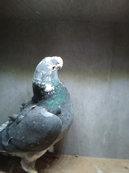 Gołębie staropolskie samiec