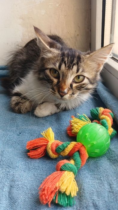 котенок в поисках семьи. котята ищут дом