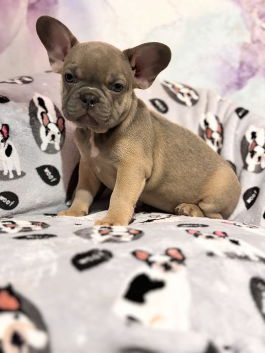 Дівчинка французький бульдог