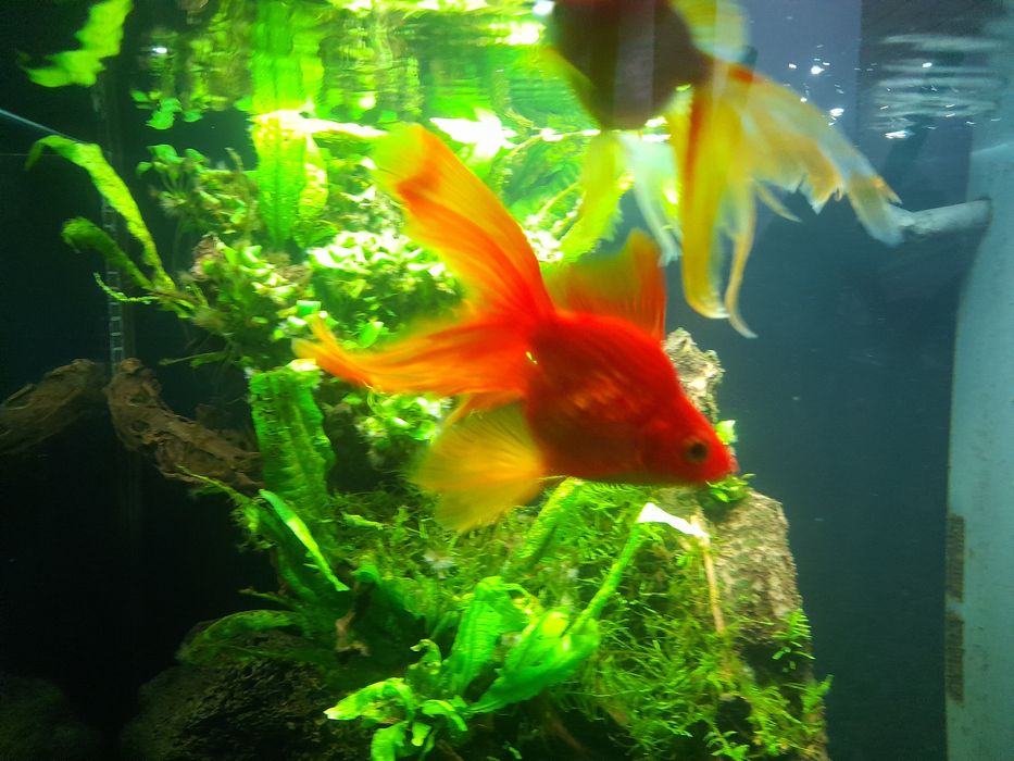 Akwarium juwel Lido 120l