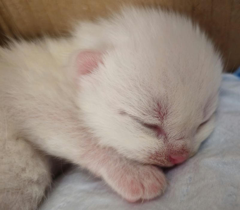 Шотландські кошенята бронь