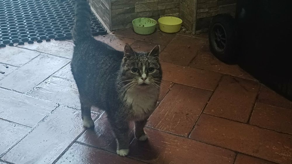 Oddam kotke w dobre ręce