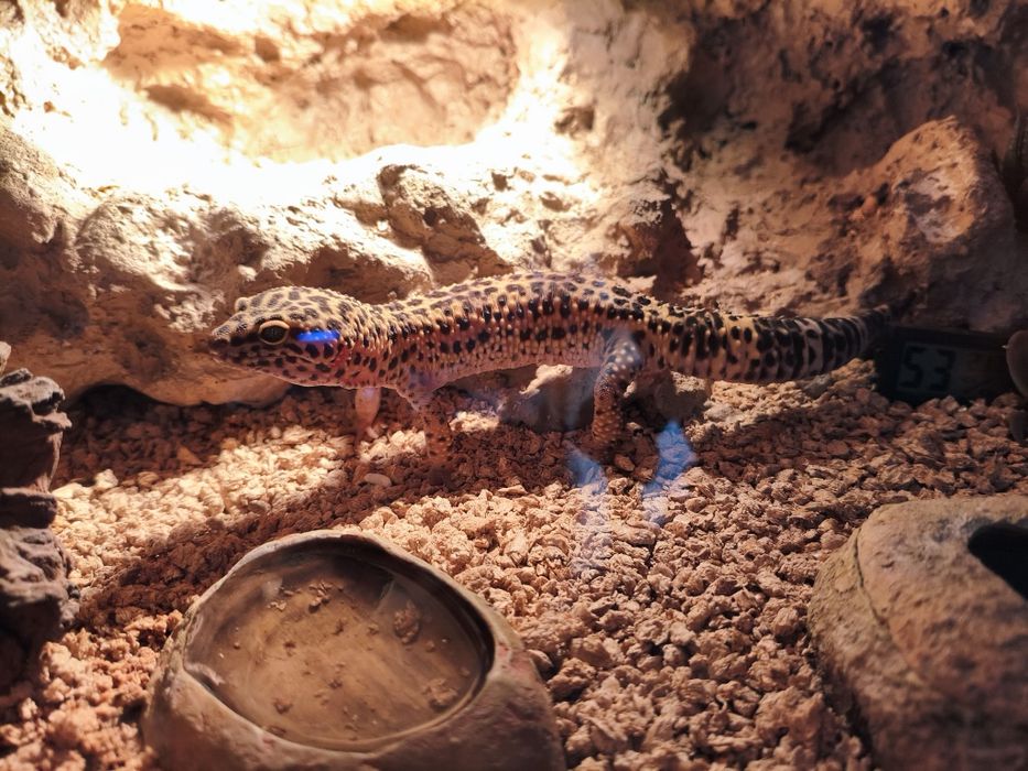 Gekon lamparci + terraium i cały sprzęt