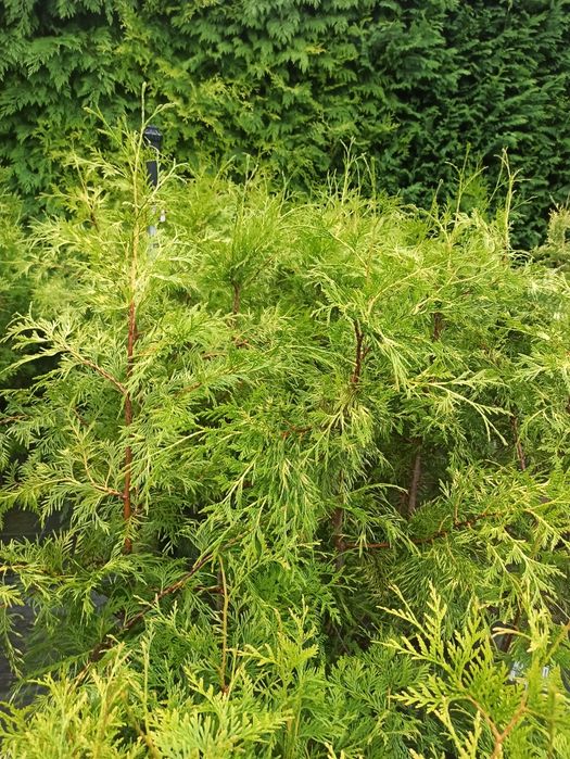 Thuja Brabant, Zerbina wys. 160-170cm