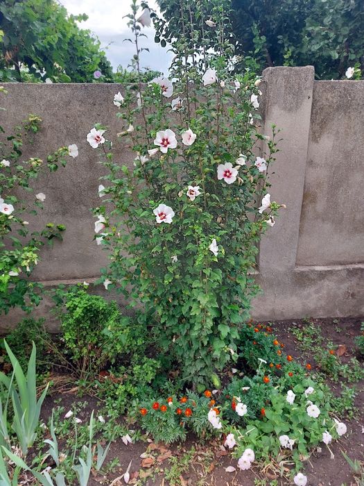 Продам чотирирічні саджанці  гібіскуса