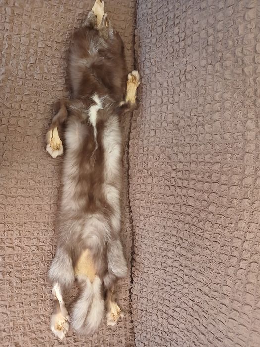 Хутро чорнобурки і куниці