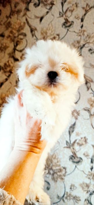 Мальчик и девочка мальтезы