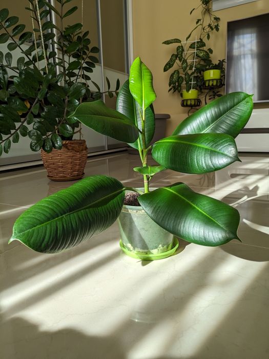 Продам фикус Каучуконосный