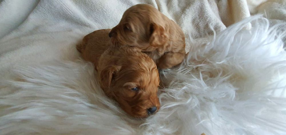 Mini goldendoodle ,  cudowne maluchy , szczeniak