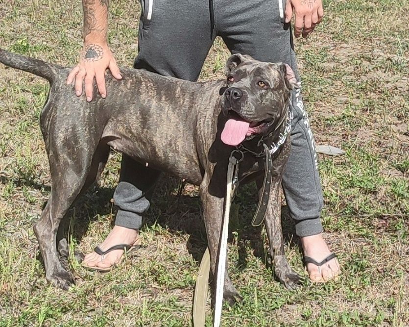 Кане Корсо шукає нову родину. Надійна охорона