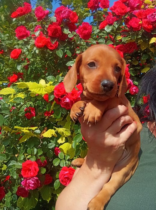 Продається незвичайно гарний таксик