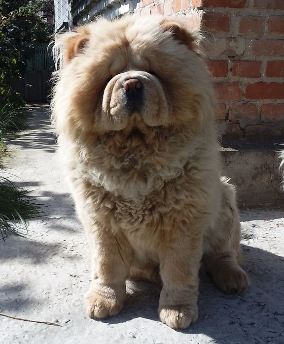 Чау -чау кобель.