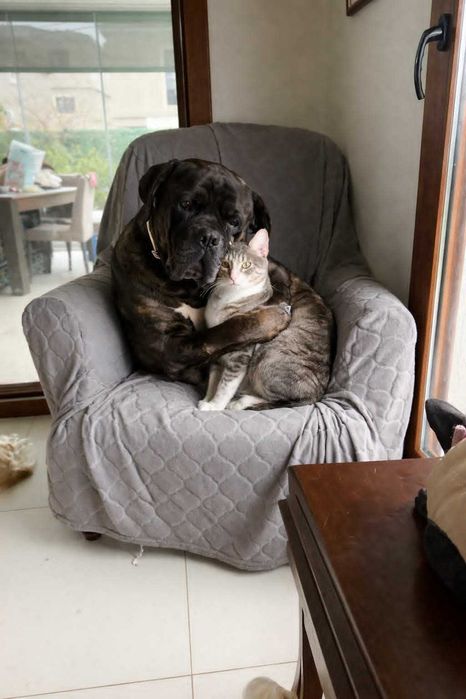Rosa - psi olbrzym cane corso, który kocha koty
