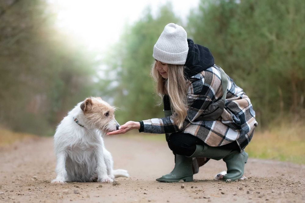 Piękna delikatna sunia Astrid w typie terrier szuka kochającego domu