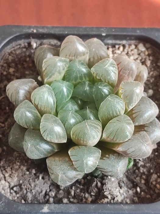 Продам суккулент . Хавортия Купера.