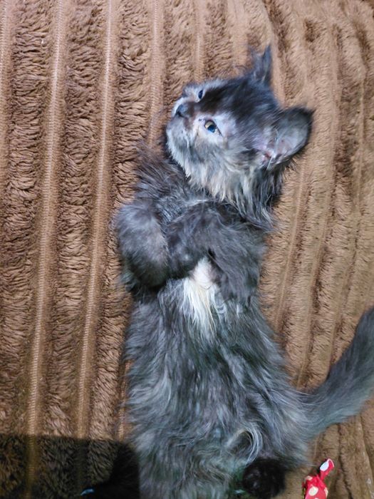 кошенята безкоштовно