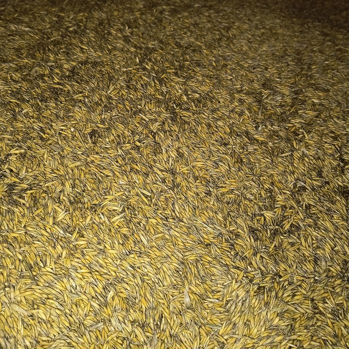 Sprzedam owies i pszenicę