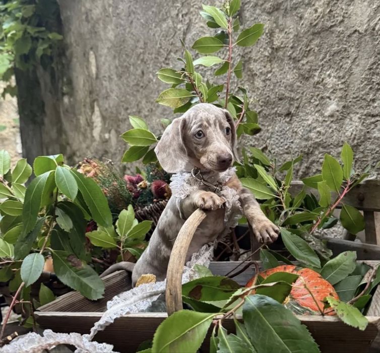 Teckel Femea isabella arlequim miniatura