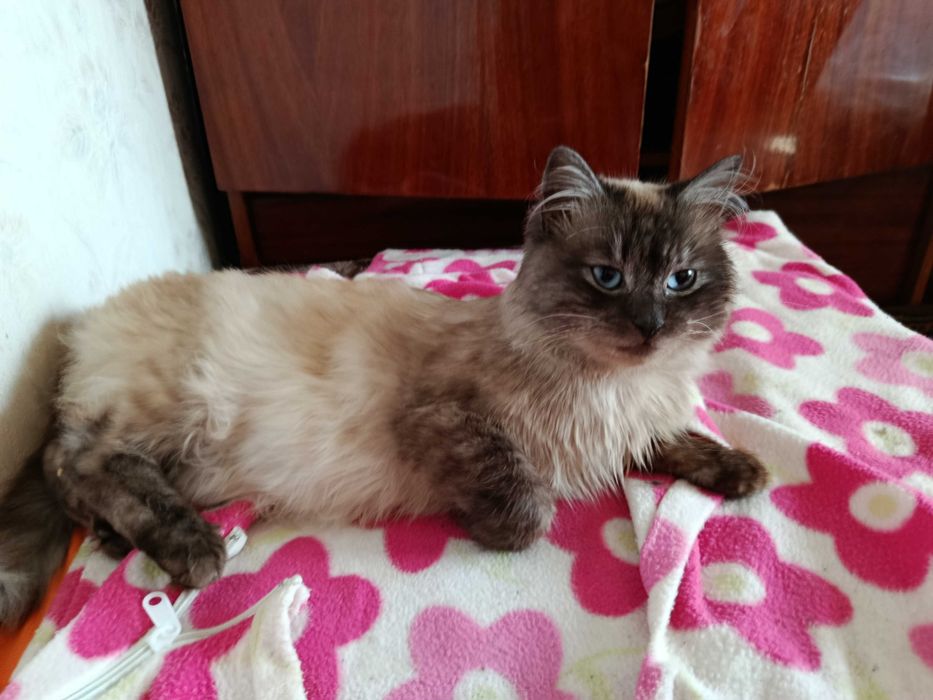 Котики з прикордоння.