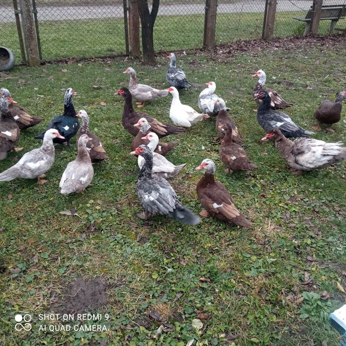 Продам Індокачок та інкубаційні яйця.