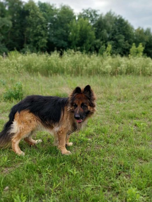 RAMBO!  oddany do schroniska, szuka domu na zawsze