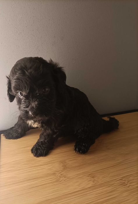 Caniche toy macho