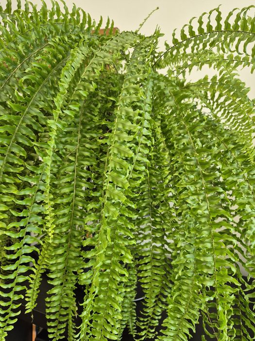 Paprotka duża o szerokości ok 70 cm