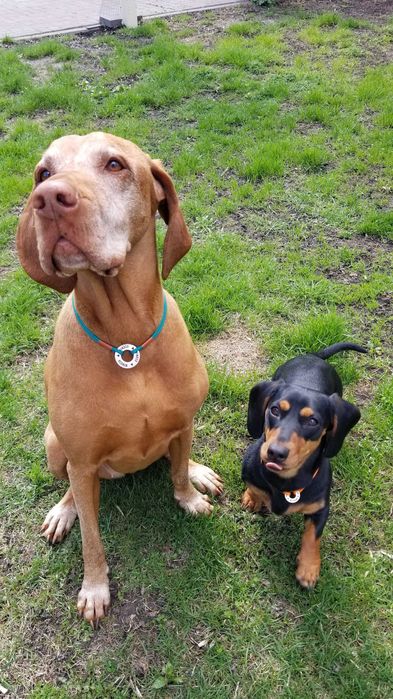 Готель для собак