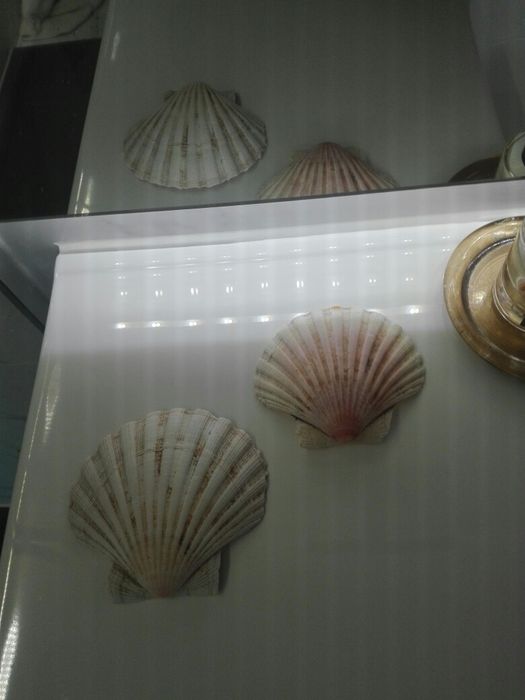 Conchas Verdadeiras