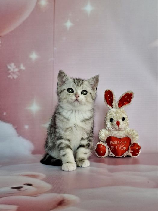 Шотландці! Кошенята з документами!