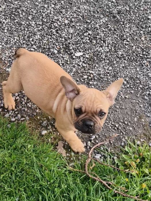 Buldog francuski- szczeniaki