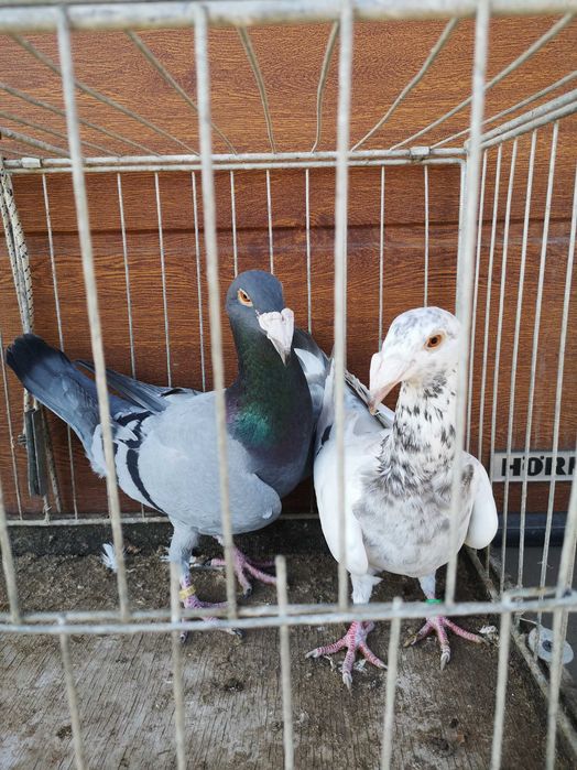 Gołebie Rzeszowskie