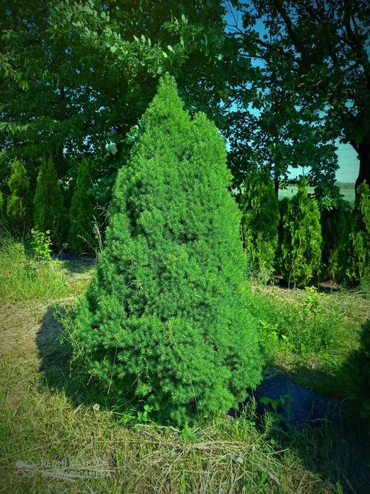 Tuja, tuje szmaragd 120-140 cm