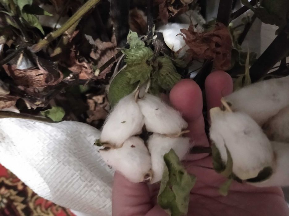 Хлопок семена хлопка бавовна насіння бавовни