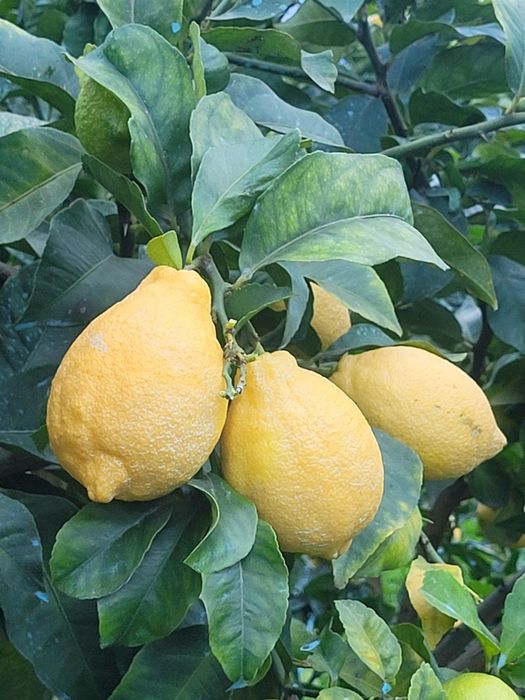 Limões de qualidade sem químicos