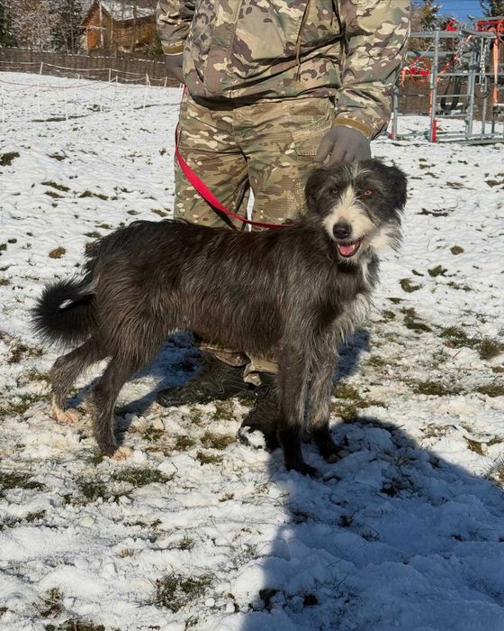 Діна, метис, шукає дім | Центр адопції Зачин