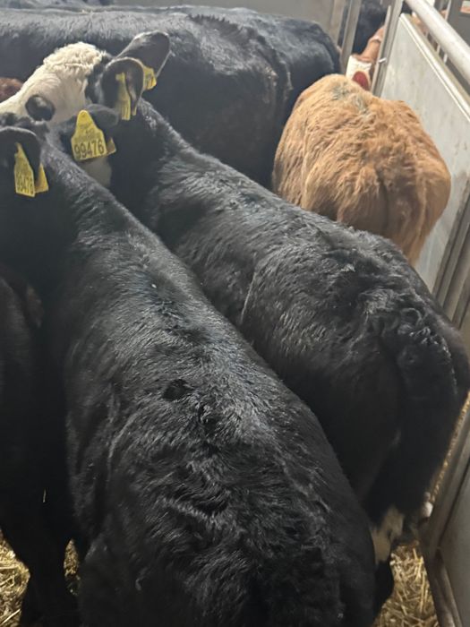 Cielaki byki jałówki ras mięsnych Piotrków Trybunalski