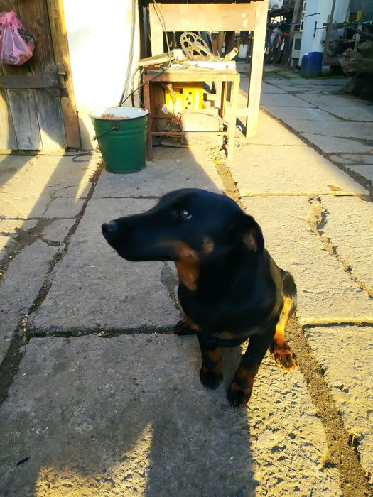 Ягтеріер чистокровний