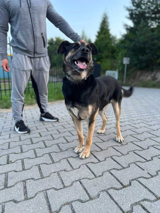 Anioł na czterech łapach,  Borysek - 2,5 roku