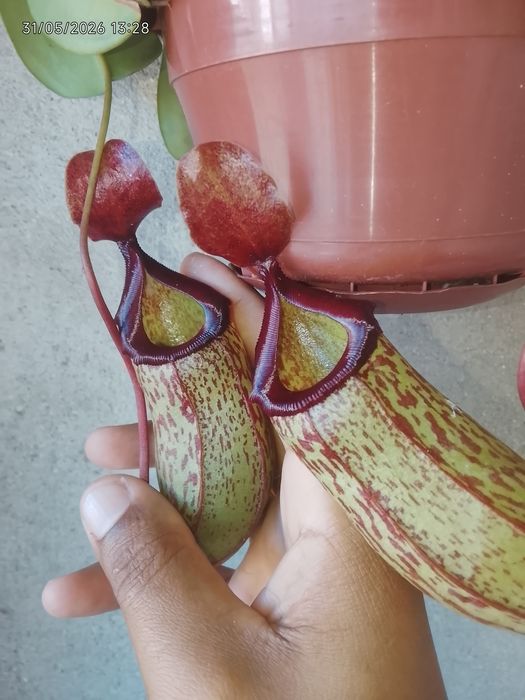 Planta carnívora (Nepenthes)