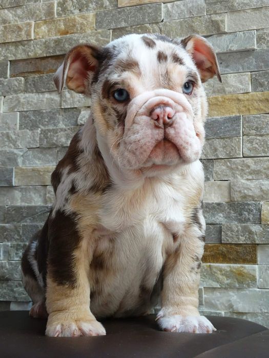 Suczka buldog angielski czekoladowa TRI merle