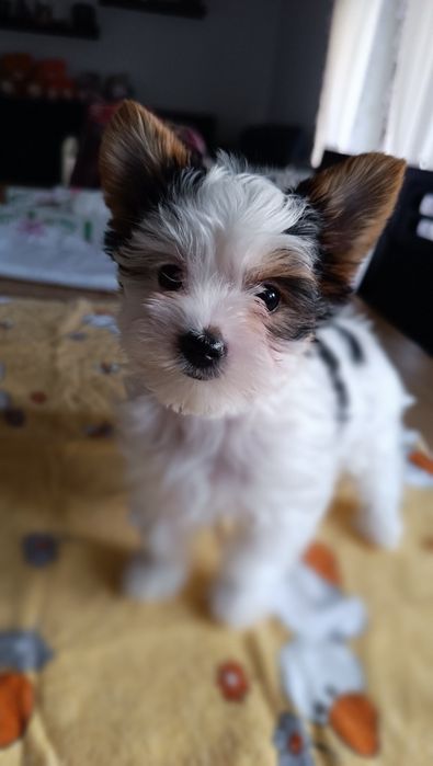 Biewer Yorkshire Terrier ZKwP/FCI