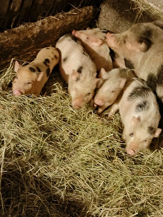 Świńki wietnamskie