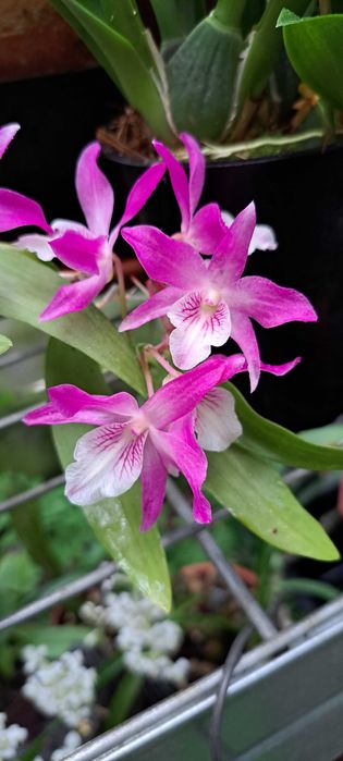 Vendo orquidea 
Dendrobium Stardust Rainbow Dance