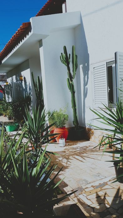 Planta  Monstera / costela de Adão