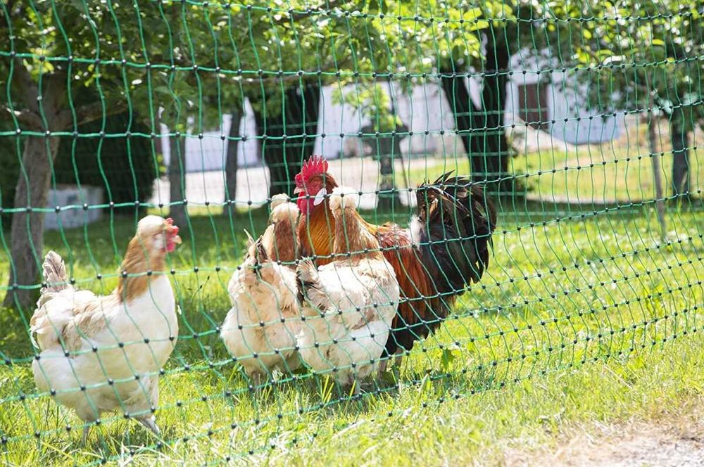 Siatka elektryczna dla drobiu Premium,Siatka drobiowa elektryczna